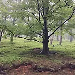 Tyllichova *